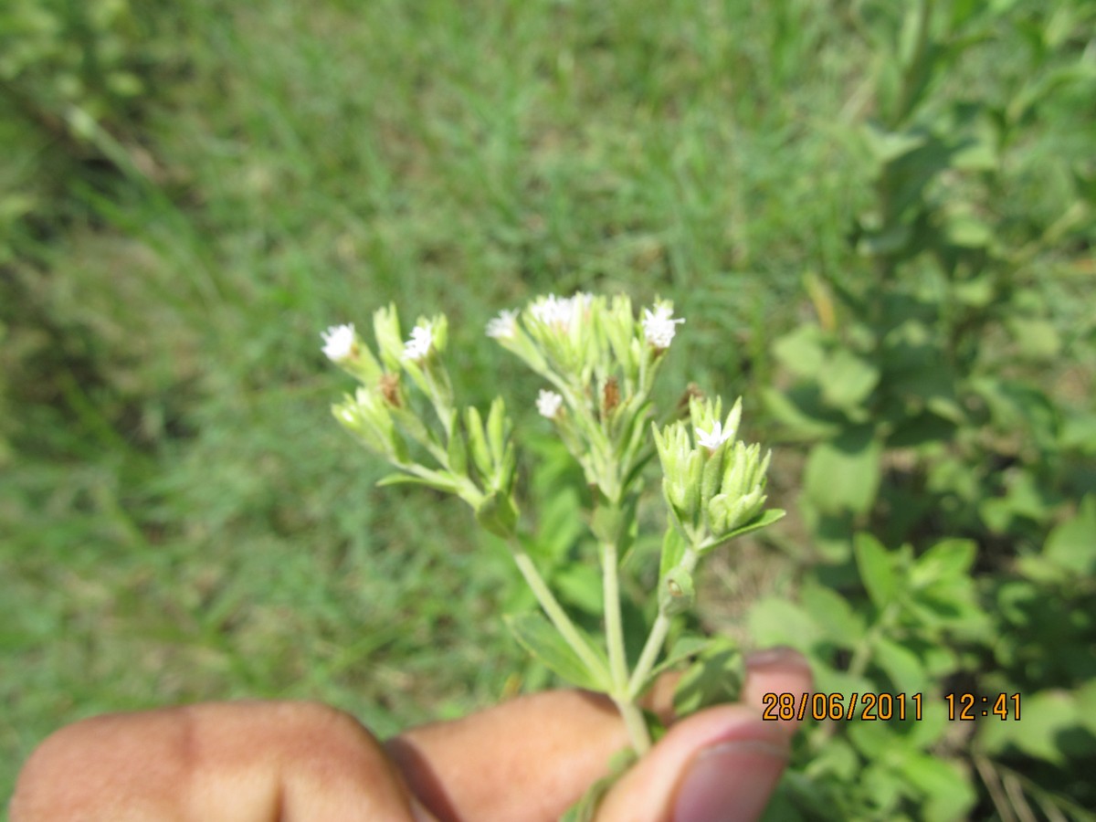 Stevia rebaudiana (Cultivated) eFlora of India